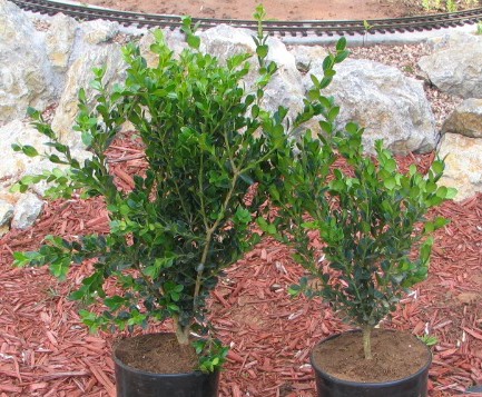 The same two boxwood repotted and untrimmed