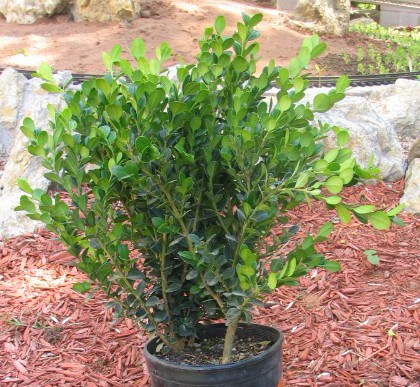 Two boxwood in the can from the Nursery